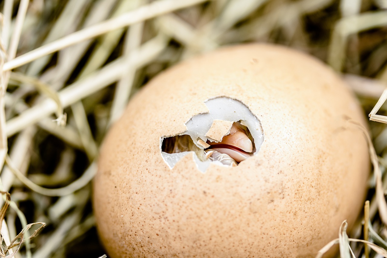 hatching chicks, egg shell break, bill-2448541.jpg